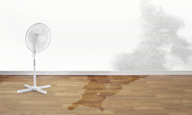 Best Water damage cleanup near me  in Sagamore, MA